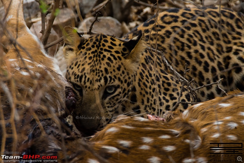 Rambling in the wild : Ranthambore, Jhalana, Bharatpur & more-avi_4538.jpg