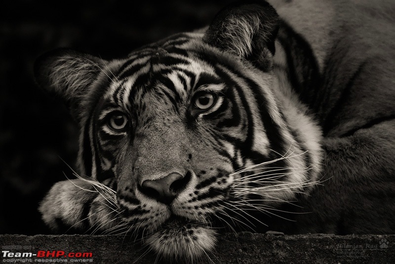 Tigers of Ranthambore: A 4,100 km roadtrip-dsc_2059.jpg