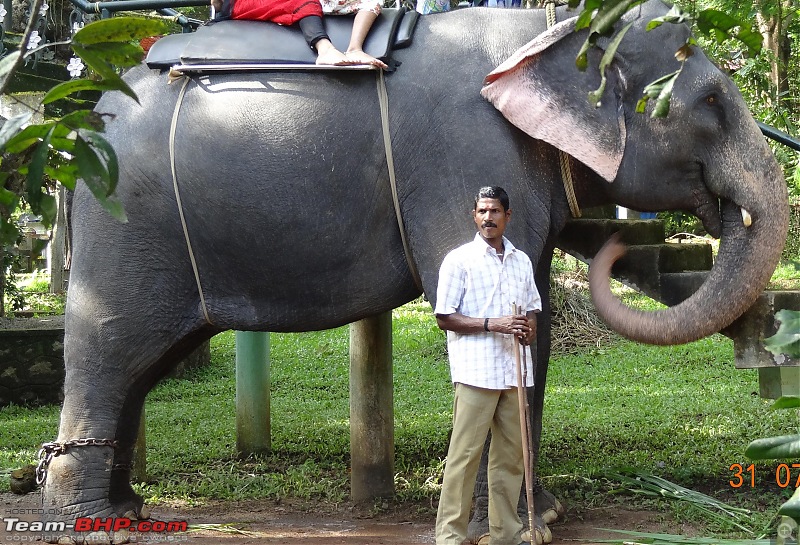 A visit to the Elephant Shelter & Rehabilitation Center in Konni, Kerala-dsc01453.jpg