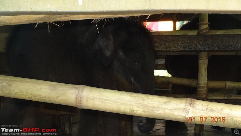 A visit to the Elephant Shelter & Rehabilitation Center in Konni, Kerala-dsc01472.jpg