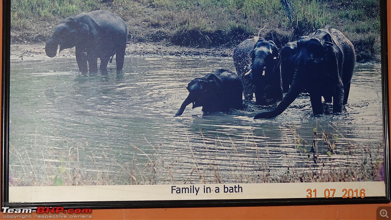 A visit to the Elephant Shelter & Rehabilitation Center in Konni, Kerala-dsc01483.jpg