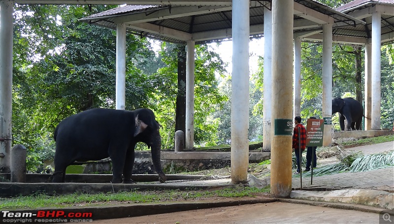 A visit to the Elephant Shelter & Rehabilitation Center in Konni, Kerala-dsc01496.jpg