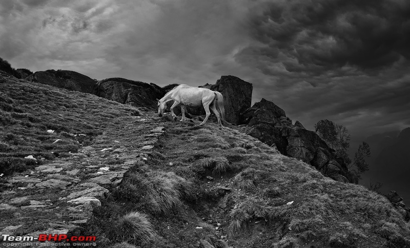 A Magical Afternoon: Munsiyari Bugyal-dsc_2737.jpg