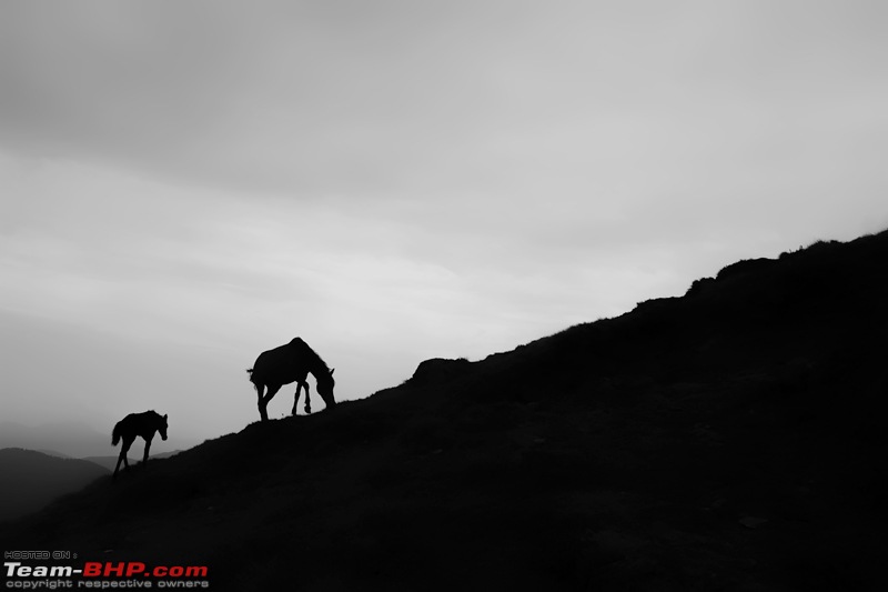 A Magical Afternoon: Munsiyari Bugyal-dsc_2712.jpg