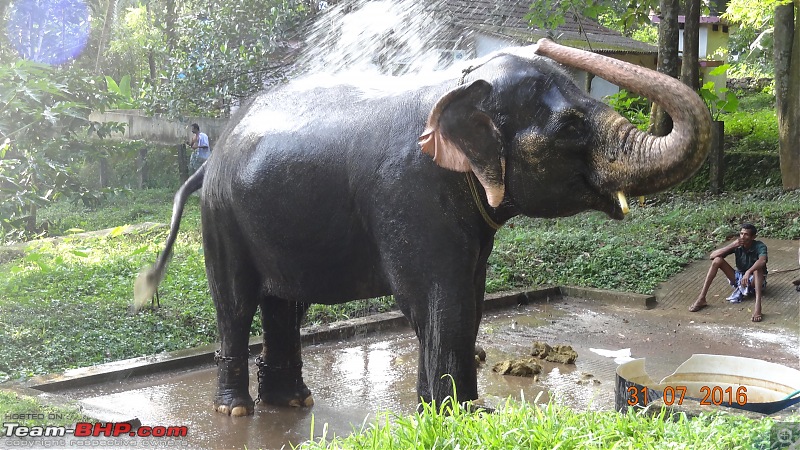 A visit to the Elephant Shelter & Rehabilitation Center in Konni, Kerala-dsc01535.jpg