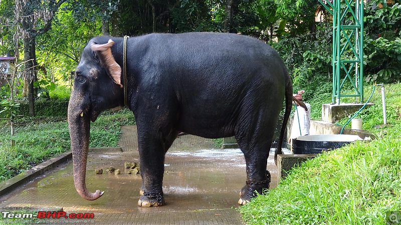 A visit to the Elephant Shelter & Rehabilitation Center in Konni, Kerala-dsc01539.jpg