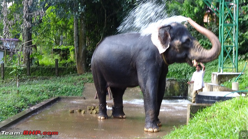 A visit to the Elephant Shelter & Rehabilitation Center in Konni, Kerala-dsc01541.jpg