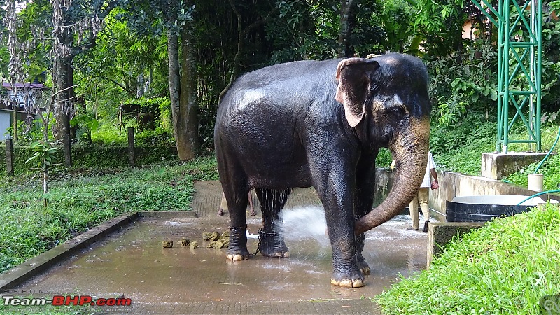 A visit to the Elephant Shelter & Rehabilitation Center in Konni, Kerala-dsc01542.jpg
