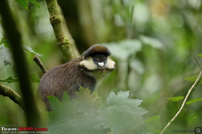Landcruising: Uganda to Congo border-red-tailed-monkey-1.jpg