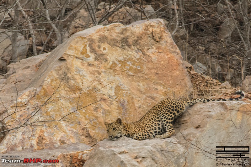 Rambling in the wild : Ranthambore, Jhalana, Bharatpur & more-avi_4575.jpg