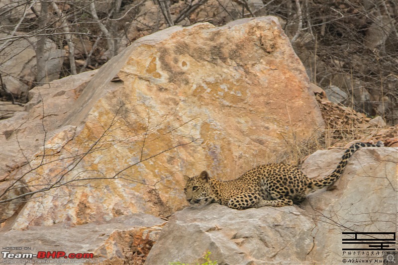 Rambling in the wild : Ranthambore, Jhalana, Bharatpur & more-avi_4576.jpg
