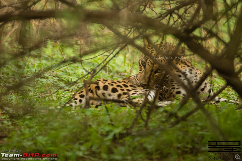 Rambling in the wild : Ranthambore, Jhalana, Bharatpur & more-avi_4638.jpg