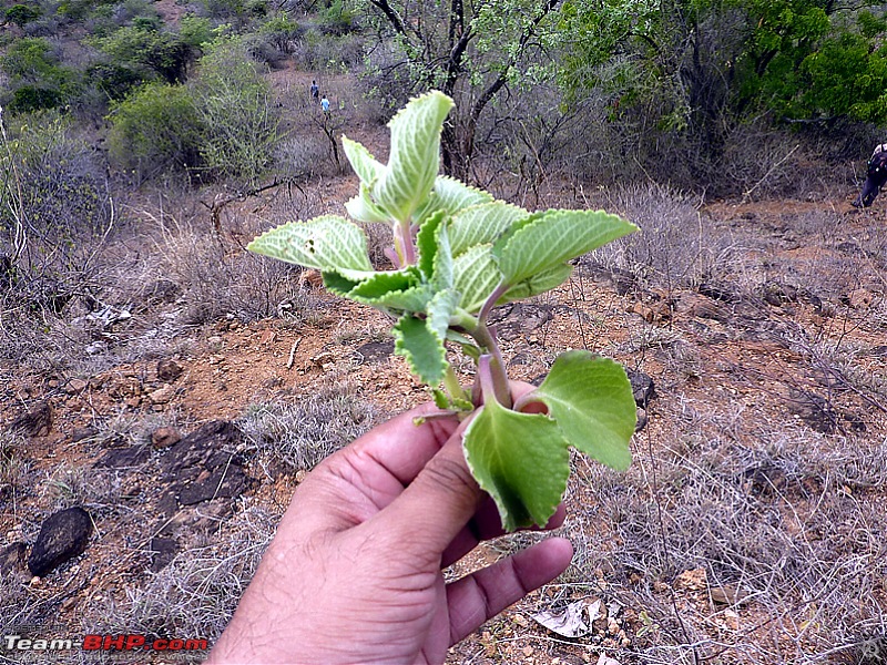 'Xing'ing around ! - Trekking in the Chinnar Wildlife Sanctuary, Thoovanam Waterfalls-36.jpg