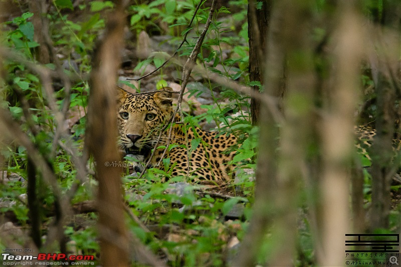 Rambling in the wild : Ranthambore, Jhalana, Bharatpur & more-avi_5475.jpg