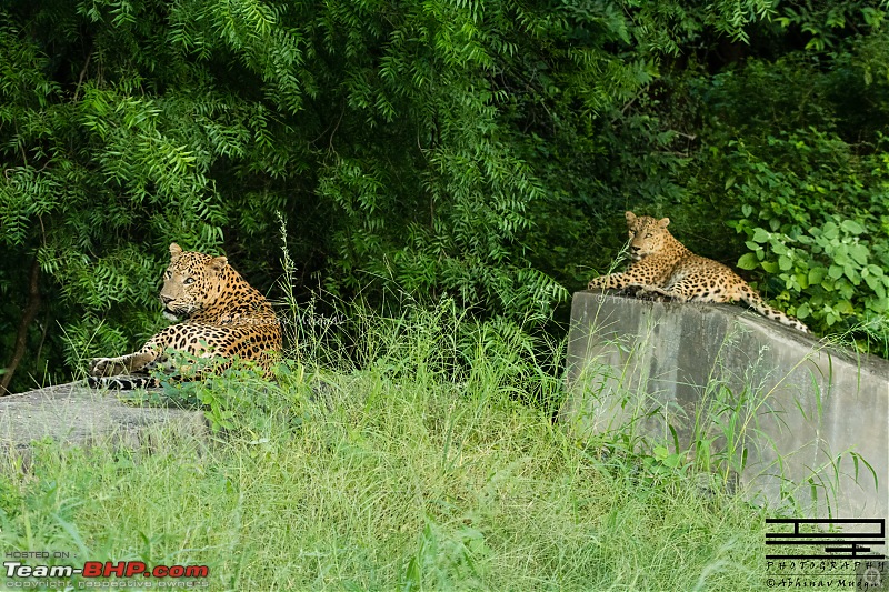 Rambling in the wild : Ranthambore, Jhalana, Bharatpur & more-avi_6988.jpg
