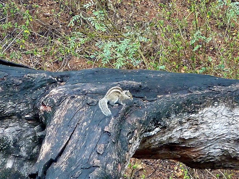 'Xing'ing around ! - Trekking in the Chinnar Wildlife Sanctuary, Thoovanam Waterfalls-76.jpg