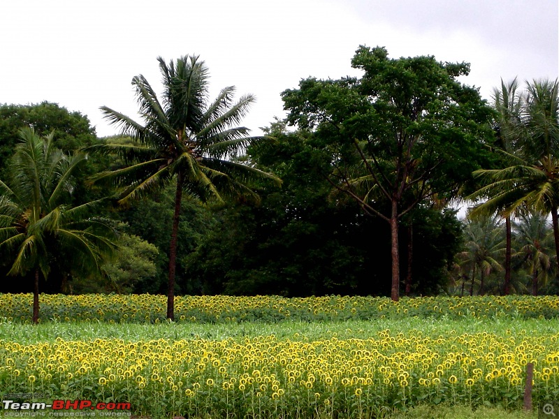 Hyd-Bandipur-Madumalai-Nagarhole-sunflowers.jpg