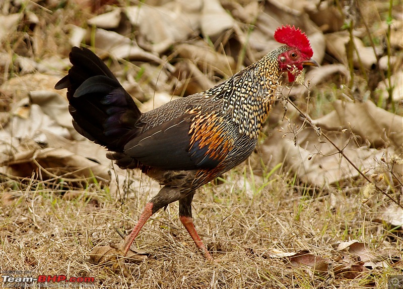 Birding around Mysore - A Photologue-grey-jungle-fowl.jpg