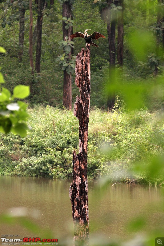 Hyd-Bandipur-Madumalai-Nagarhole-purple-heron.jpg