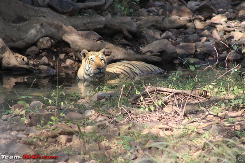 Mumbai to Ranthambore: Solo drive in an Isuzu D-Max V-Cross-tiger-1.jpg