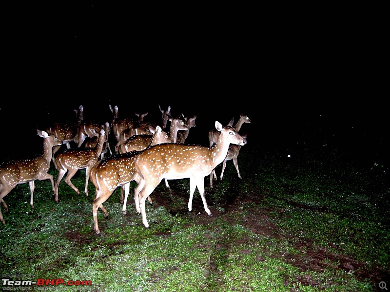 Hyd-Bandipur-Madumalai-Nagarhole-deers-night.jpg