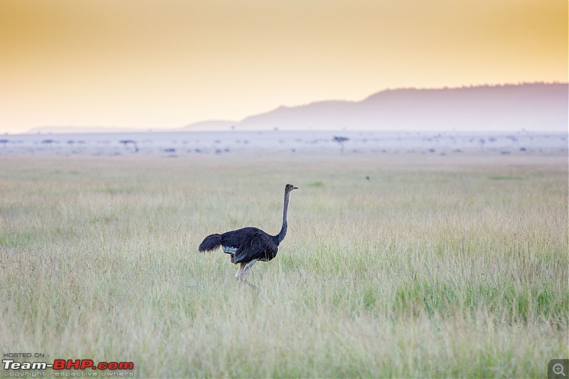 Road-tripping through the African Savanna : Maasai Mara & Zanzibar diaries-img_33572.jpg