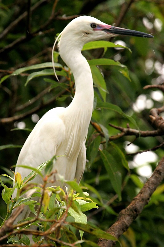 Hyd-Bandipur-Madumalai-Nagarhole-heron.jpg