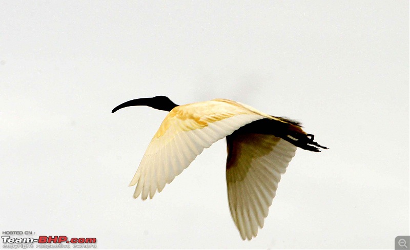 Hyd-Bandipur-Madumalai-Nagarhole-ibis-flight-2.jpg