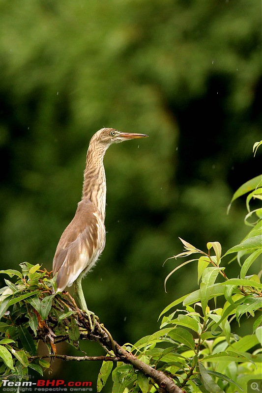 Hyd-Bandipur-Madumalai-Nagarhole-heron-3.jpg