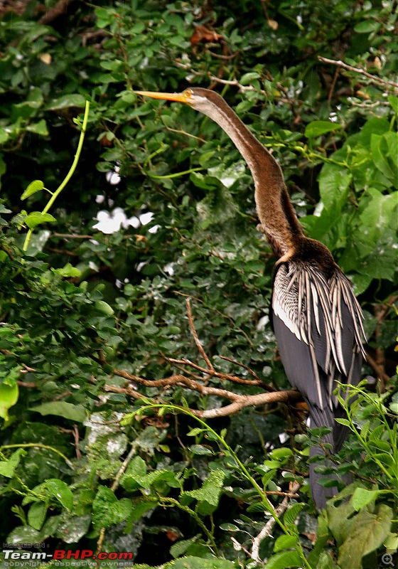 Hyd-Bandipur-Madumalai-Nagarhole-purple-heron-2.jpg