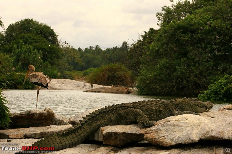 Hyd-Bandipur-Madumalai-Nagarhole-crocodile.jpg