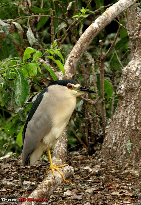 Hyd-Bandipur-Madumalai-Nagarhole-heron-2.jpg