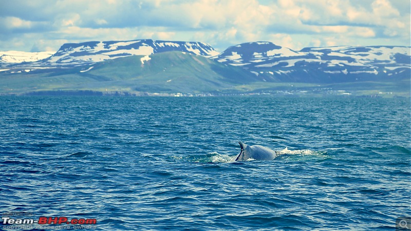 A Roadtrip in Iceland - 66°N-3.-blue-whale_2.jpg