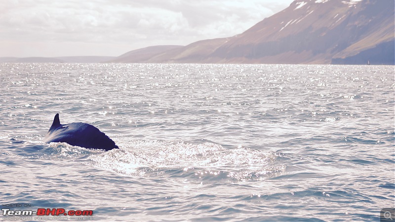 A Roadtrip in Iceland - 66N-7.-whale_2.jpg