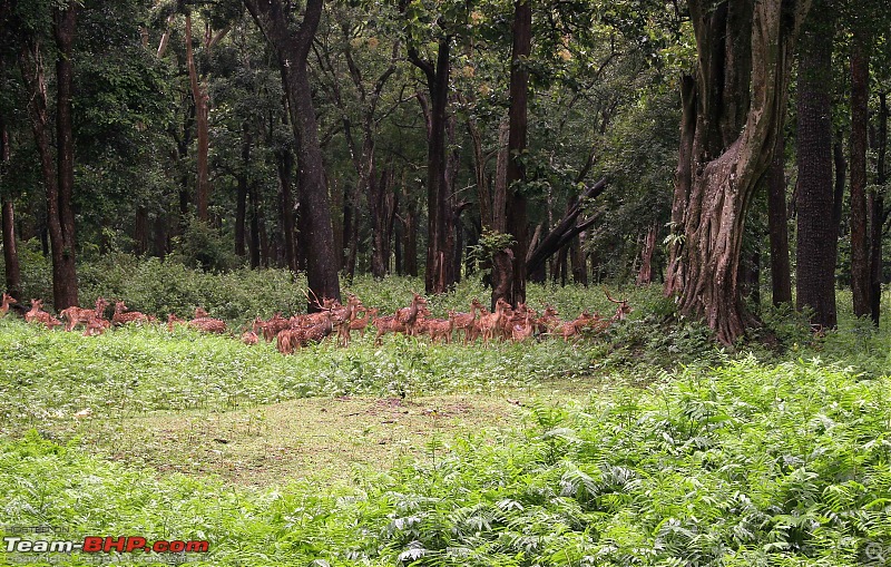 Hyd-Bandipur-Madumalai-Nagarhole-alarm-call.jpg