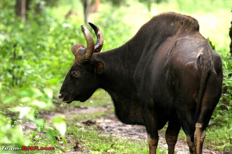 Hyd-Bandipur-Madumalai-Nagarhole-bull-gaur.jpg