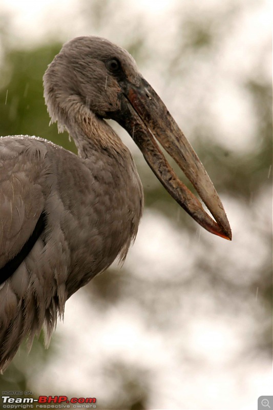 Hyd-Bandipur-Madumalai-Nagarhole-open-billed-stork.jpg