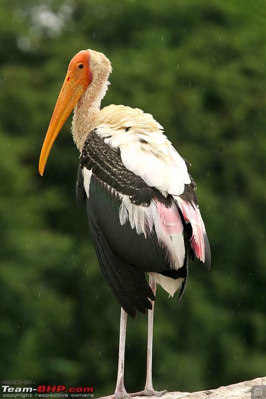 Hyd-Bandipur-Madumalai-Nagarhole-painted-stork.jpg