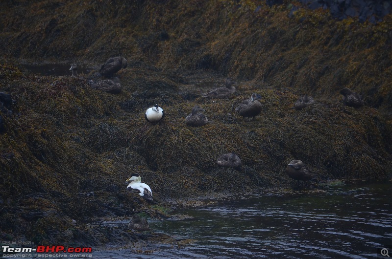 A Roadtrip in Iceland - 66N-10.-count-birds.jpg