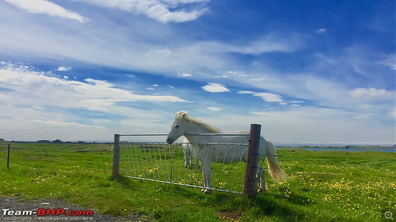 A Roadtrip in Iceland - 66°N-6.-horses_3.jpg