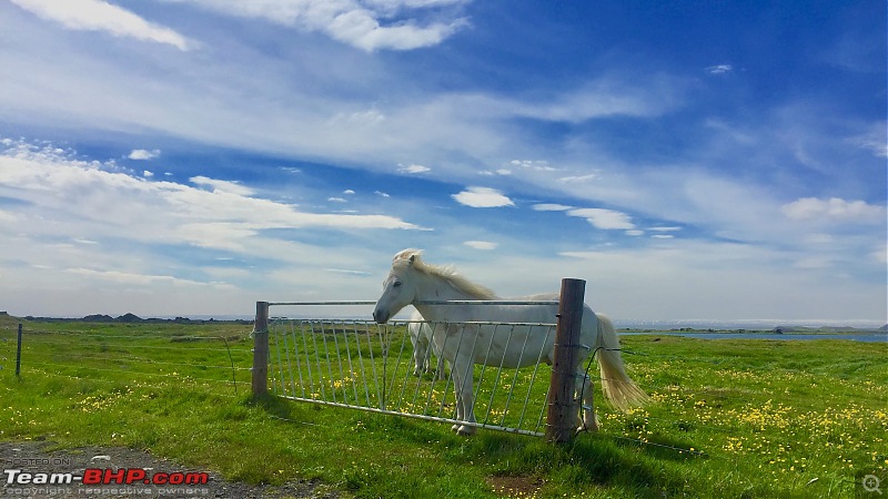 A Roadtrip in Iceland - 66N-6.-horses_3.jpg