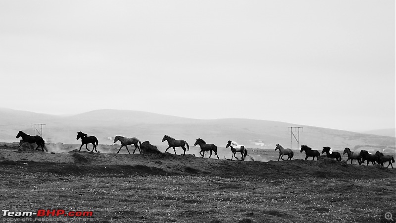 A Roadtrip in Iceland - 66°N-7.-horses_2.jpg