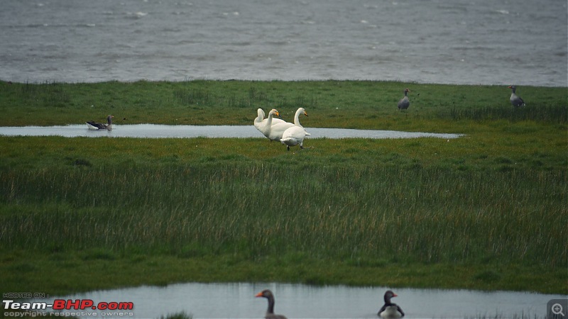 A Roadtrip in Iceland - 66N-12.-swan.jpg