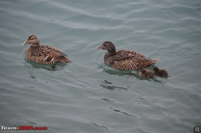 A Roadtrip in Iceland - 66N-13.-ducks.jpg