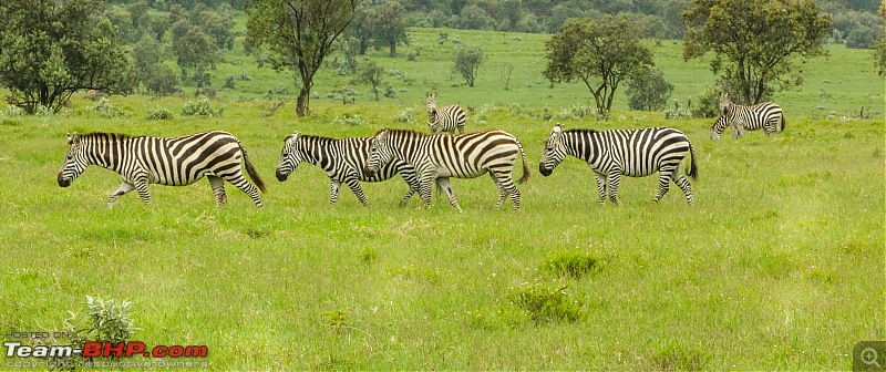 Road-tripping through the African Savanna : Maasai Mara & Zanzibar diaries-img_13672.jpg