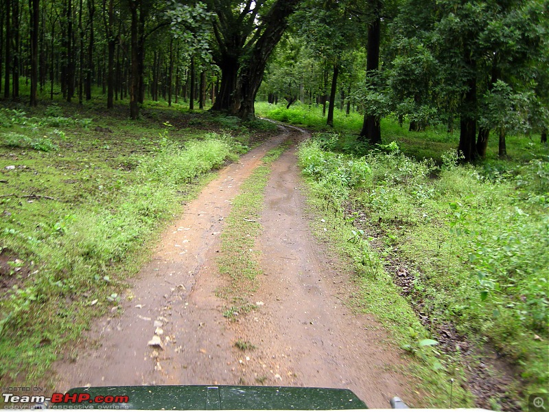 Hyd-Bandipur-Madumalai-Nagarhole-into-forest.jpg