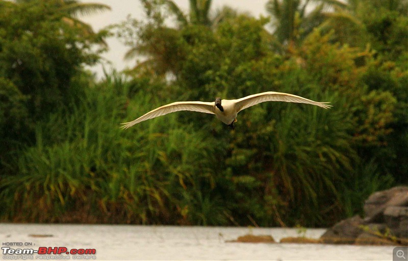 Hyd-Bandipur-Madumalai-Nagarhole-ibis-flight.jpg