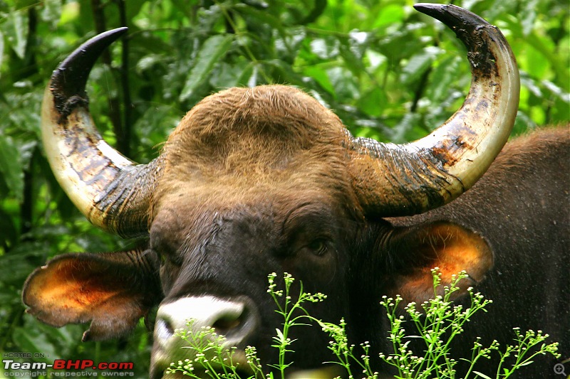 Hyd-Bandipur-Madumalai-Nagarhole-bull-head.jpg