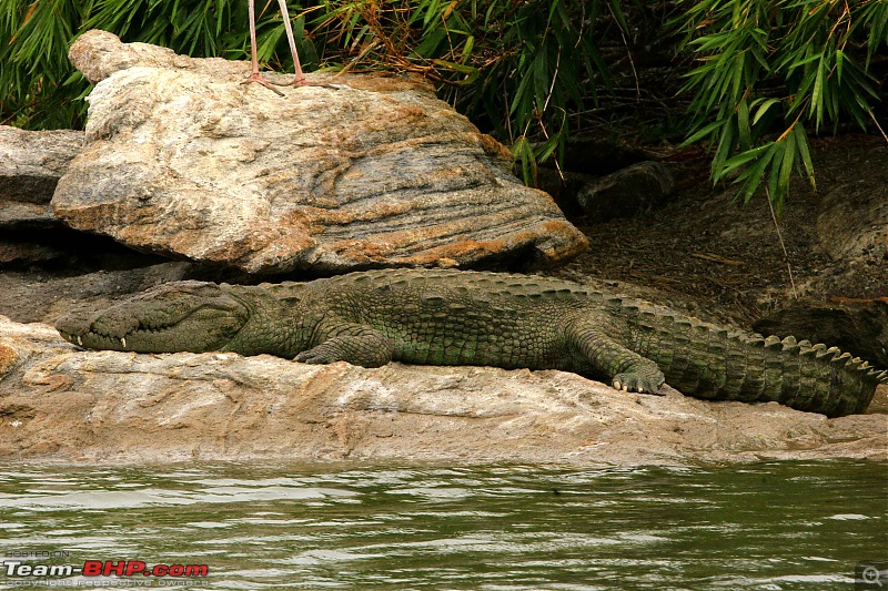 Hyd-Bandipur-Madumalai-Nagarhole-basking-croc.jpg