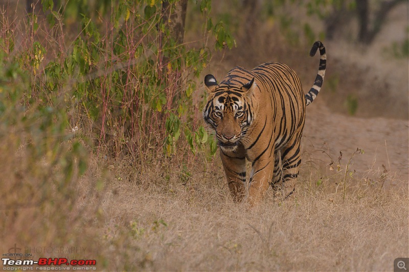 Ranthambore - Land of Tigers and more-rtmb5888.jpg